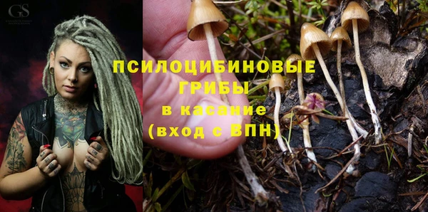 прущие грибы Аркадак