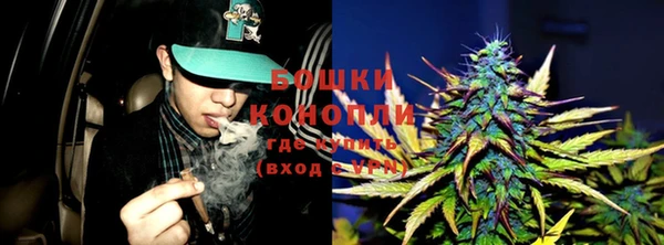 прущие грибы Аркадак